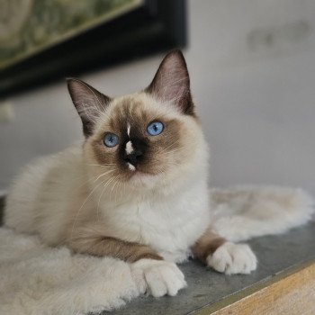 Anakyn Mâle Ragdoll