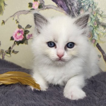 Ulysia Femelle Ragdoll