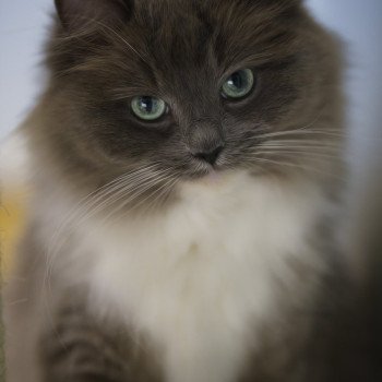 Xalya Von Aventera Femelle Ragdoll