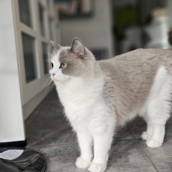 Xynnya Femelle Ragdoll