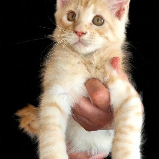 Bali Mâle Maine coon