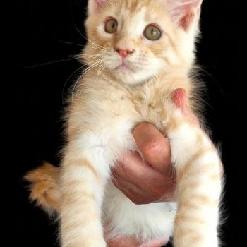 Bali Mâle Maine coon