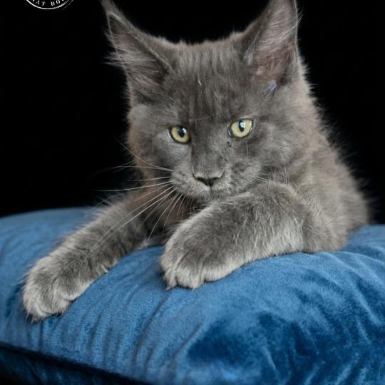 chaton Maine coon red blotched tabby Beneth Chatterie du Chat-Bouli red blotched tabby