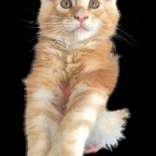 chaton Maine coon red blotched tabby Beneth Chatterie du Chat-Bouli red blotched tabby