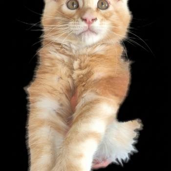 Beneth Mâle Maine coon