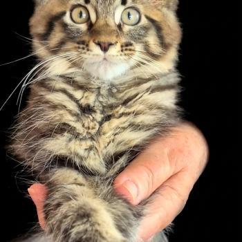 Bess Femelle Maine coon