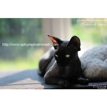 Sphynx chatminath