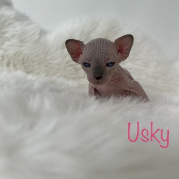 Usky L'amore di sphynx Femelle Sphynx