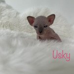 Usky L'amore di sphynx Femelle Sphynx Usky L'amore di sphynx Femelle Sphynx