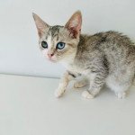 U2 L'amore di sphynx Femelle Abyssin U2 L'amore di sphynx Femelle Abyssin