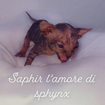 Saphir L Amore Di Sphynx Chat Sphynx A Vendre Chat Et Chaton Com