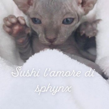 Sushi L Amore Di Sphynx Chat Sphynx A Vendre Chat Et Chaton Com