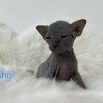Ungi L'amore di sphynx Mâle Sphynx Ungi L'amore di sphynx Mâle Sphynx