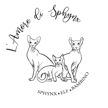 Chatterie de l'amore di sphynx