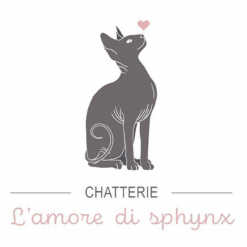 Chatterie De L Amore Di Sphynx Elevage De Chat Sphynx