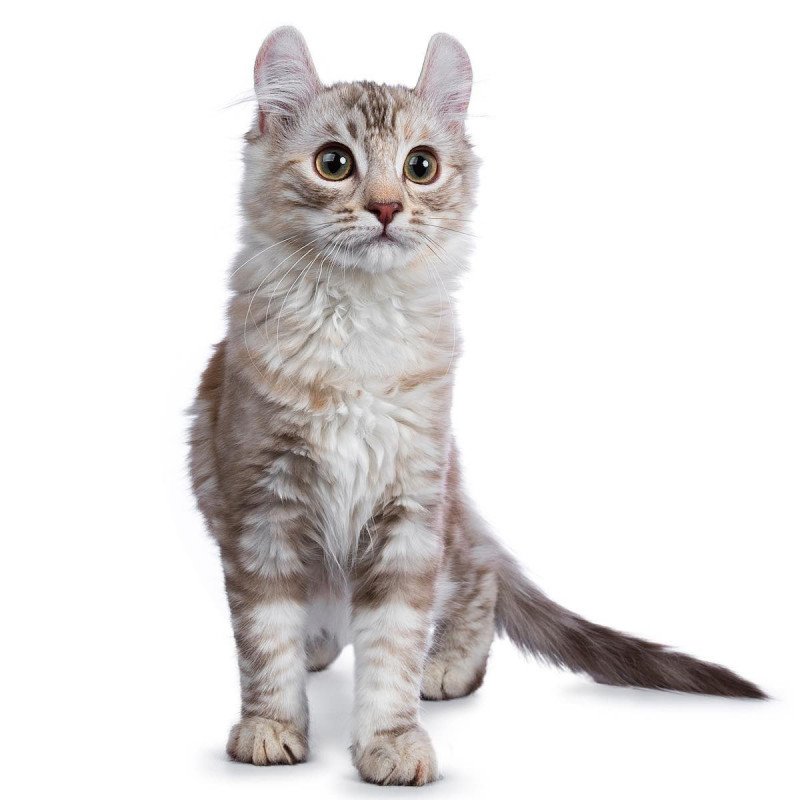 American Curl poil long à vendre. Elevages et chatons près de chez vous.