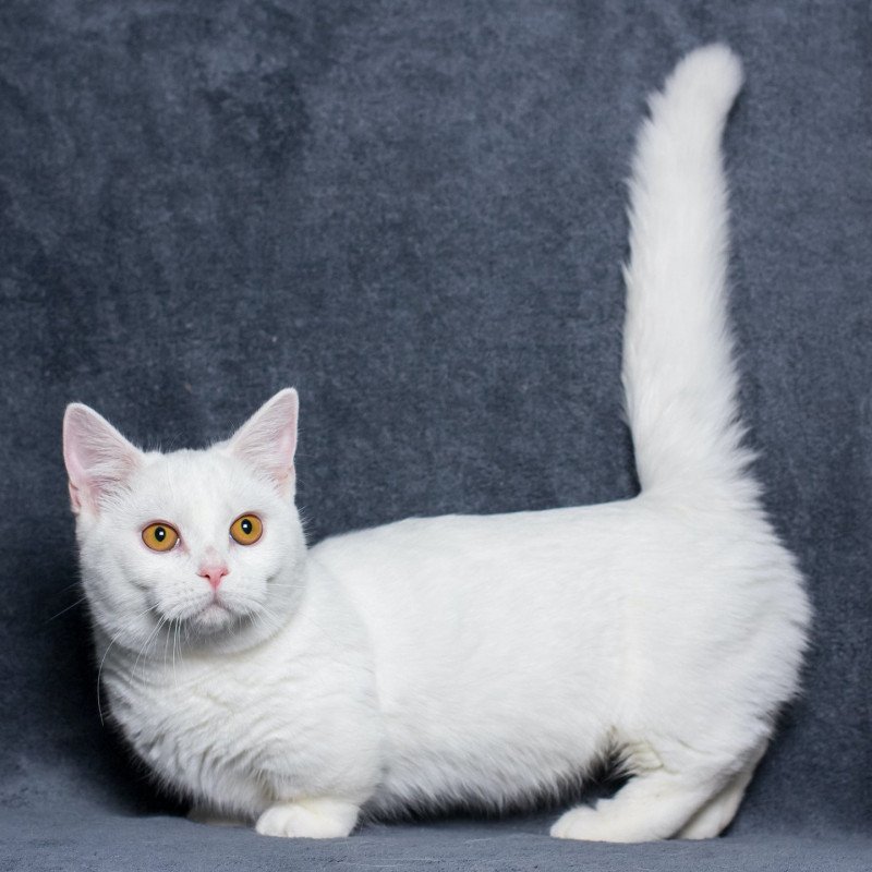 Munchkin à vendre. Chat court sur pattes! Chatons dispo, élevage en France.