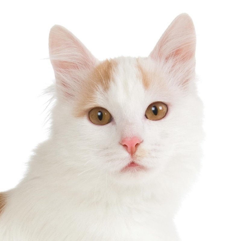 Chat Turc de Van à vendre look, caractère, entretien, prix et annonces